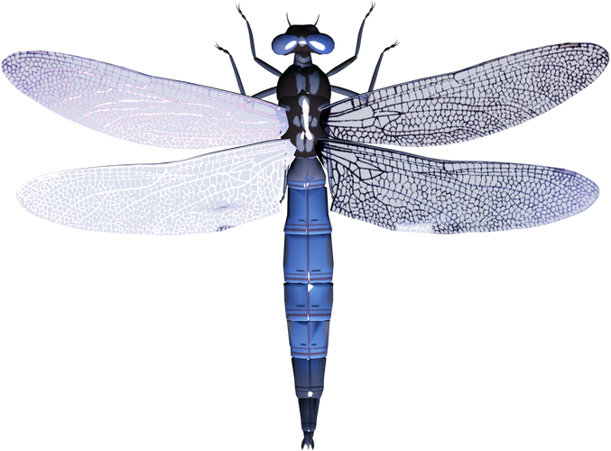 dragonfly_dragonfly复数